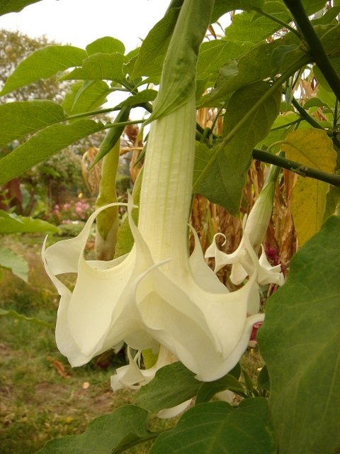 Brugmansia x blanc double